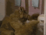 4bbcbh.gif