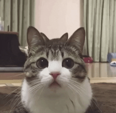 4c566a4ddcc462ef11.gif