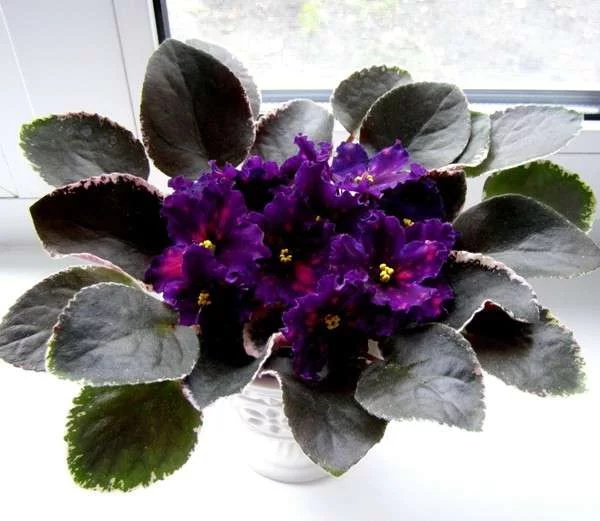 4cagah.webp