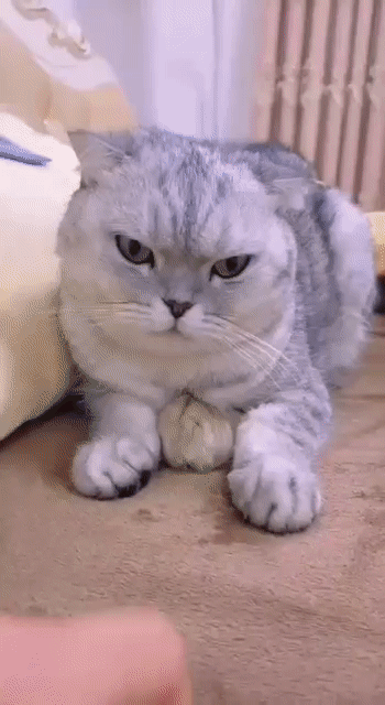 4cc3d03e4644cc7effbfe72a.gif