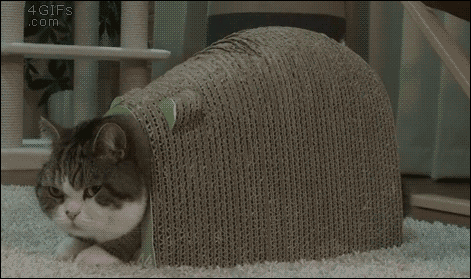 4cd13dbfeae4a095c40d04d4.gif