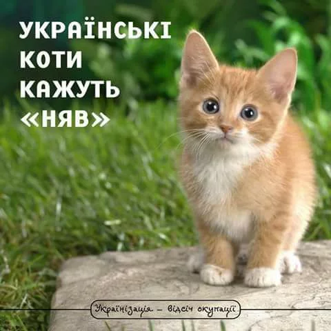 4chcfa.webp