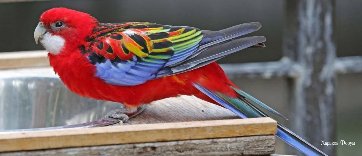 4d0c2be491ca294ef.webp