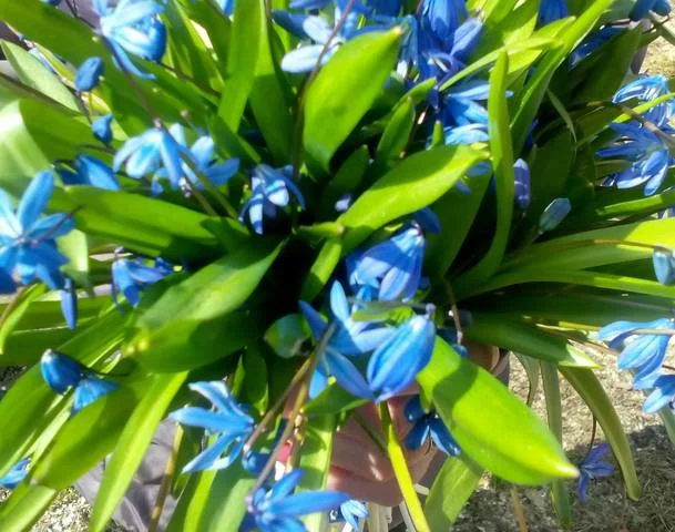 4dbebj.webp