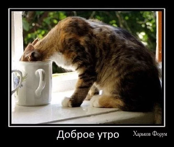 4dc7fe4e235ddda0ff94028.webp