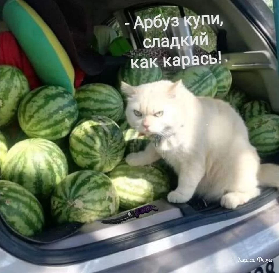 4dd9430cc5ffa99e02e47af.webp