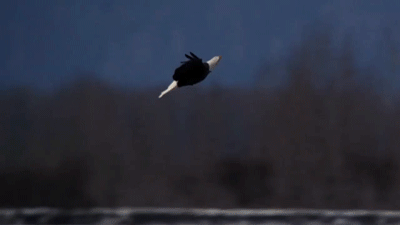 4efhfd.gif