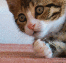 4f7789f3186b25a0df8.gif