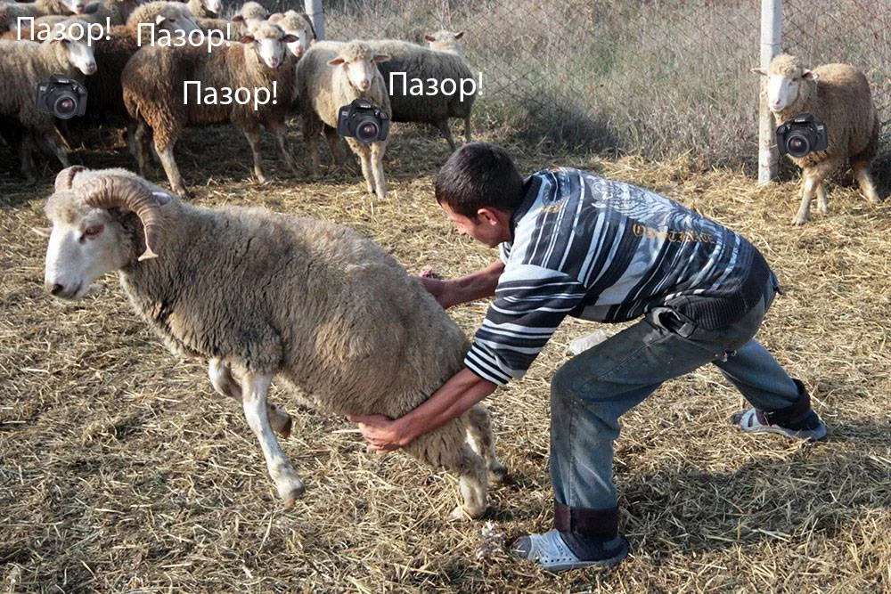 4fdbjg.webp