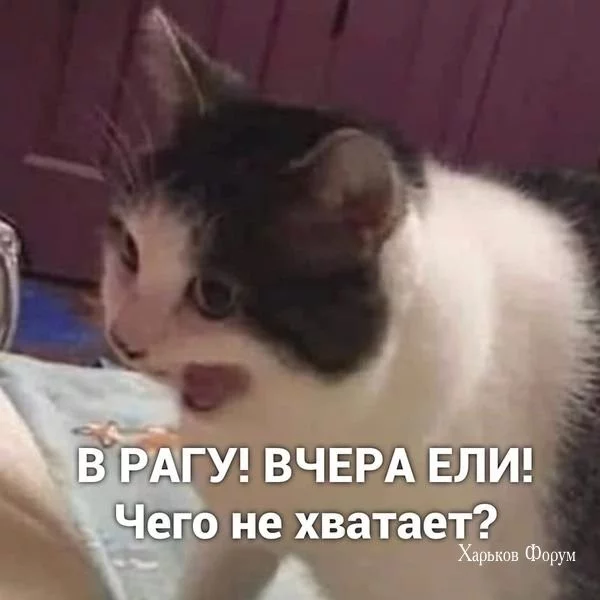 4fe2c50f5300120039f.webp
