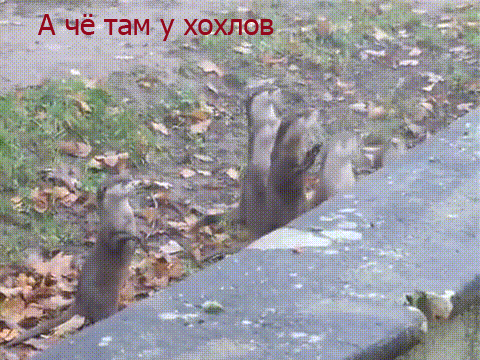 4hhajc.gif
