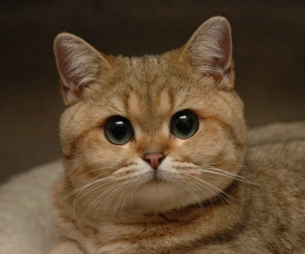 4oM1yHN3uuQ.webp