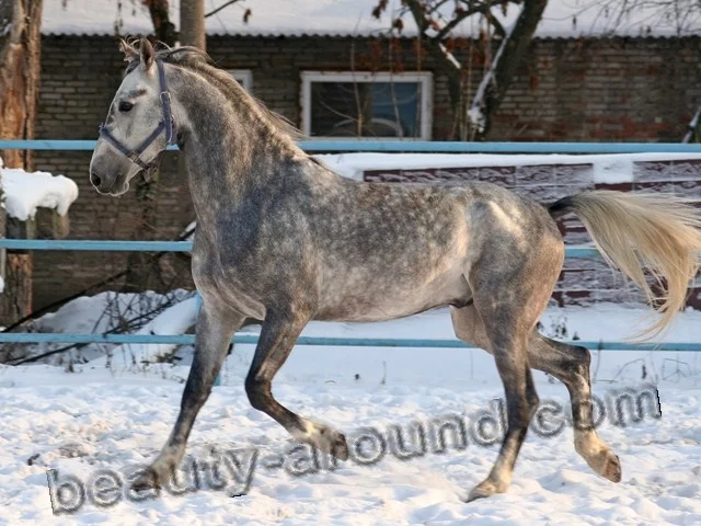 4orlovski_risak2.webp