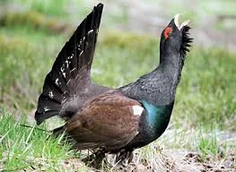 4QIOEuAknegeKEdpBoY9-BgnPt3XX4qLw-gyd9HQgkb30lmazQ.webp
