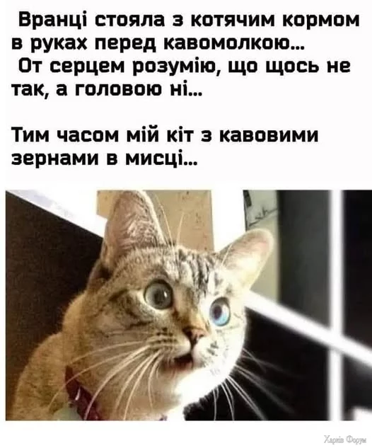 4TFnTr3fpZ1tNwM&_nc_zt=23&_nc_ht=scontent.fiev28-1.webp