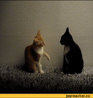 5%D1%81%D0%BE%D1%87%D0%BD%D0%B8%D1%86%D0%B0-104344.gif