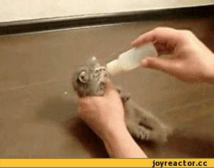 5%D1%81%D0%BE%D1%87%D0%BD%D0%B8%D1%86%D0%B0-295590.gif