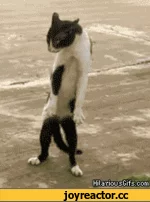 5%D1%81%D0%BE%D1%87%D0%BD%D0%B8%D1%86%D0%B0-324997.webp