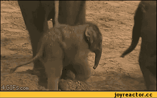 5%D1%81%D0%BE%D1%87%D0%BD%D0%B8%D1%86%D0%B0-467726.gif