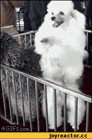 5%D1%81%D0%BE%D1%87%D0%BD%D0%B8%D1%86%D0%B0-473905.gif