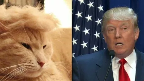 5-moos-trump-your-cat-meme-erin-00000918-large-169.webp