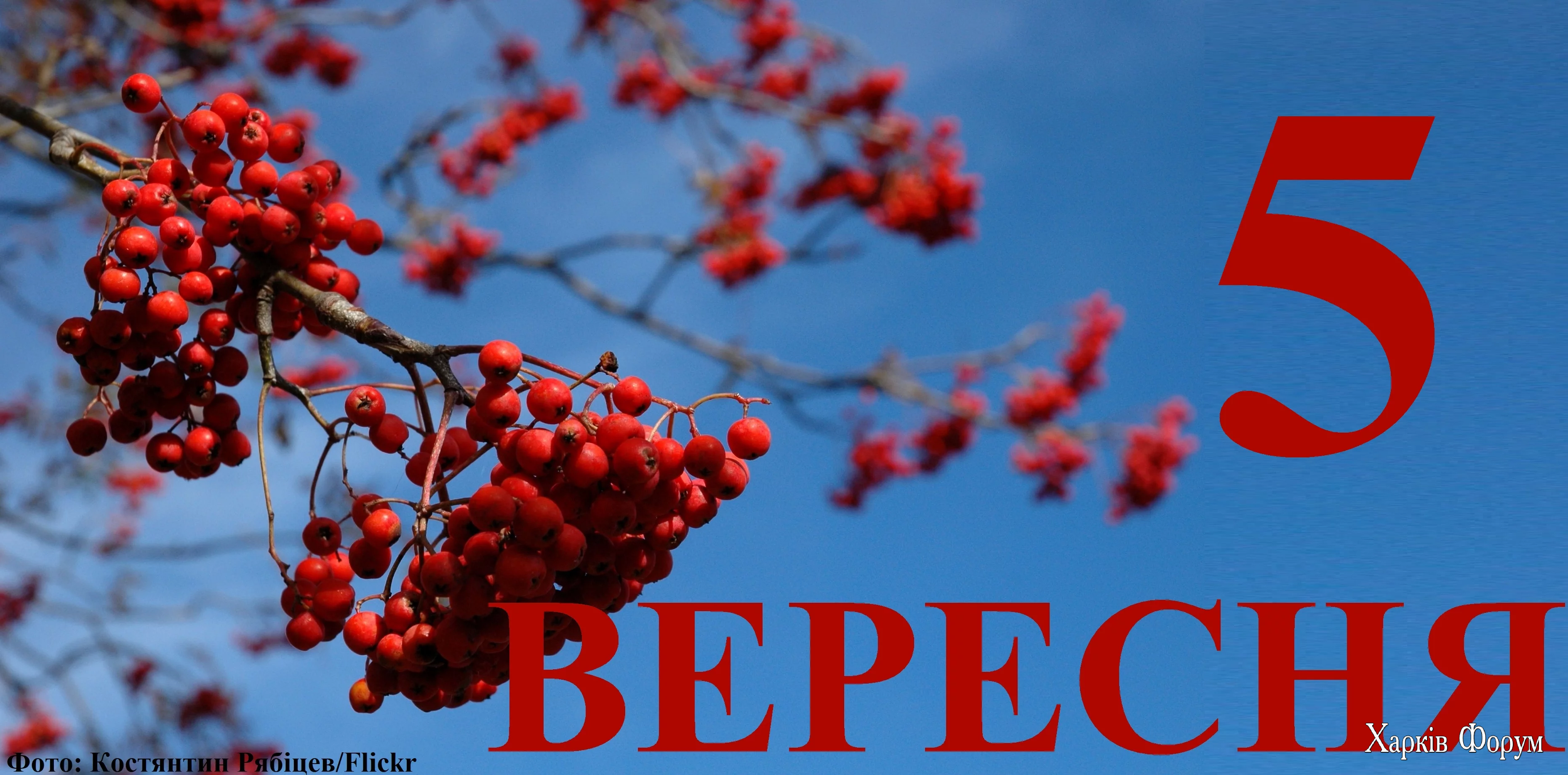 5-VERESNYA.webp