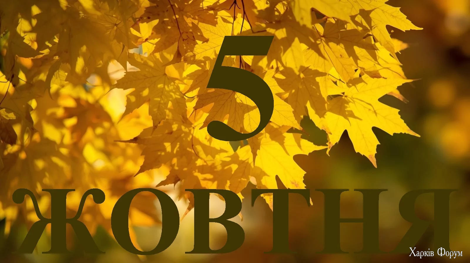 5-ZHOVTNYA.webp
