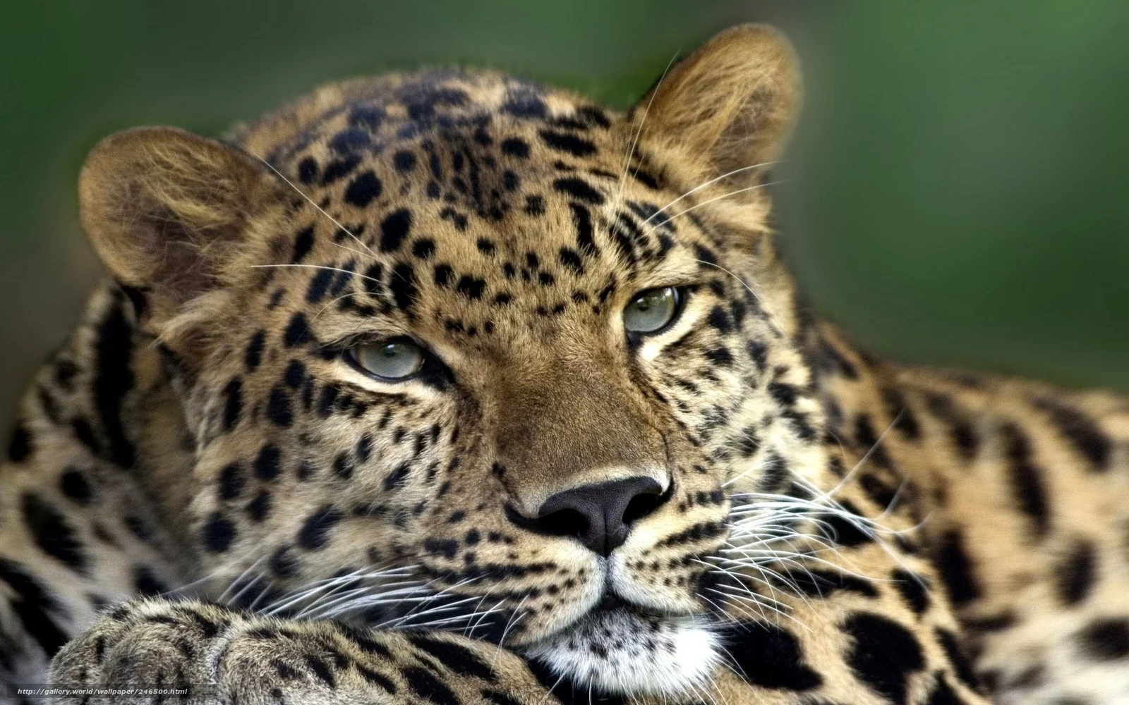 500_leopard_-glaza_-ushi_1920x1200_(www.GdeFon.ru).webp