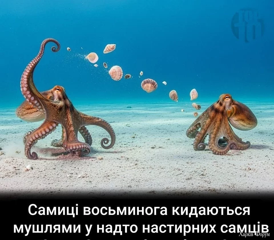 508610570_1270933235042610_4669594535499272586_n.webp