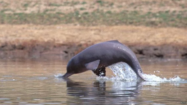 50902152046_india_ganges_river_dolphin_624x351_nlp.webp
