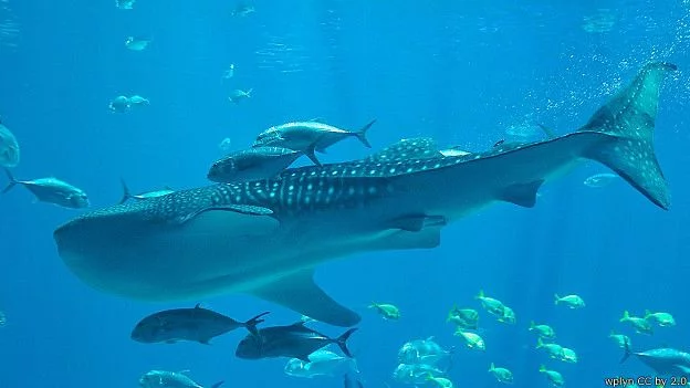 50902152654_india_whale_shark_624x351_wplynccby2.0.webp