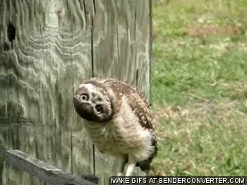 50c7a3aa168d95e6b.gif
