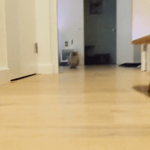 50f4753a9da8f3086fcffb3b.gif