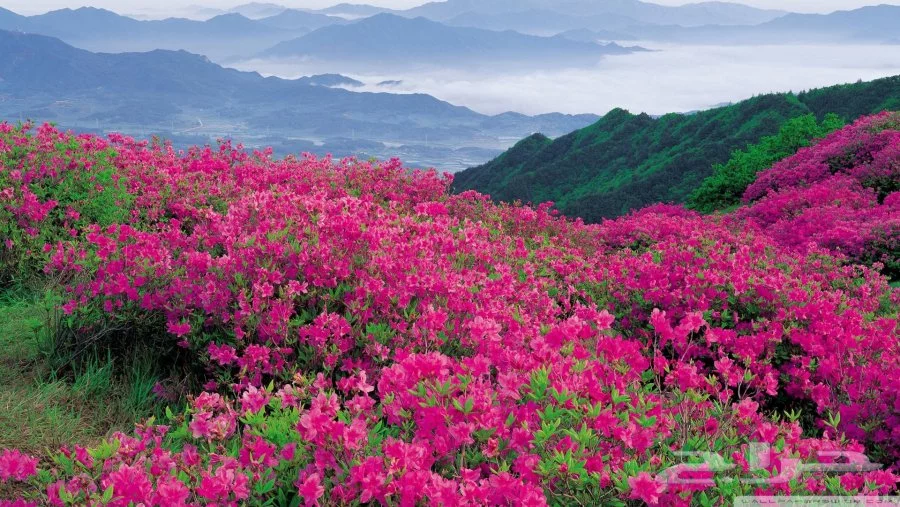50f9e19be6b4e.webp
