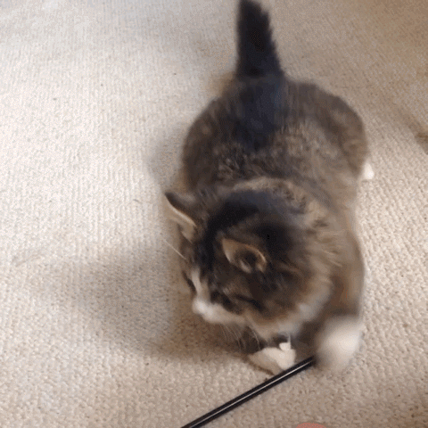 51402814DDDD7D5E8DA0EF44544404555FB24C6E.gif