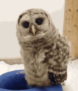 514b316b3f190a7a7.gif