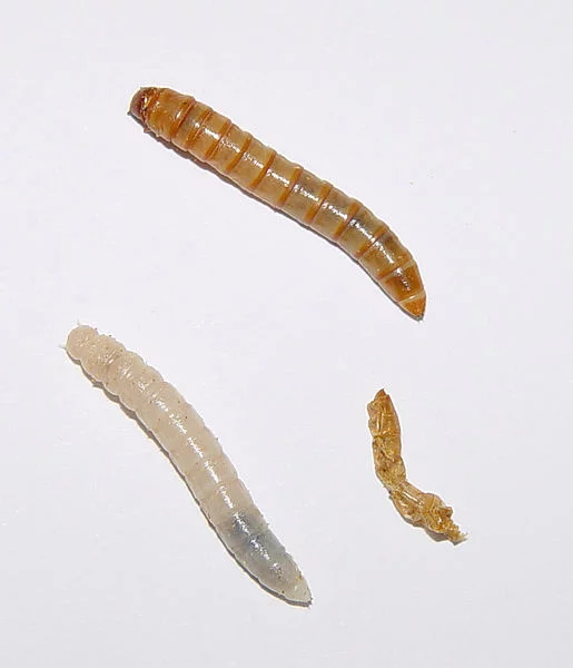 515px-Tenebrio_molitor_larvae.webp