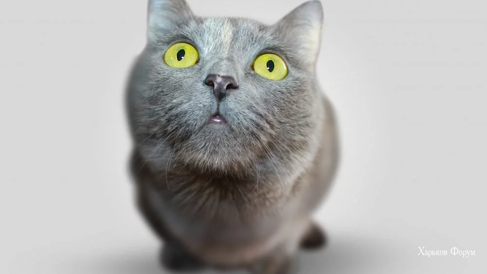51b9c72b930020f09494be8.webp