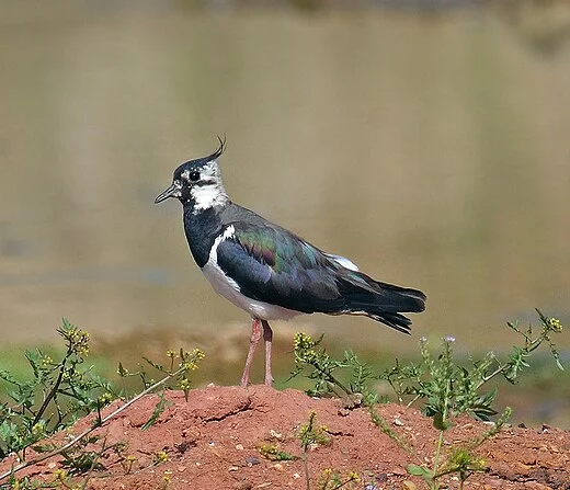 520px-Northern_Lapwing.webp