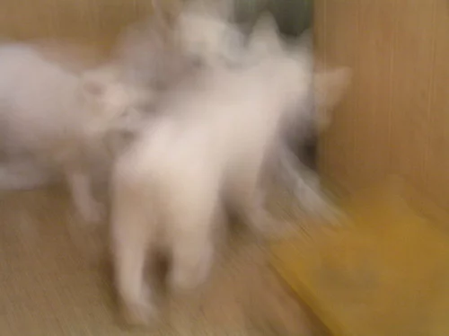 5243001431_65c267b863.webp