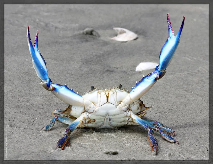 52528Callinectes%252520sapidus%252529_40D0044422_r.webp