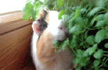 5267646_170x100.gif