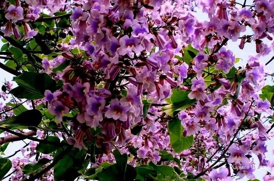 52ef503c07850ff0.webp