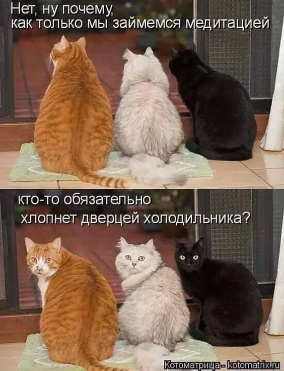 52fee83116ce34381867bd9d479a9a7e.webp