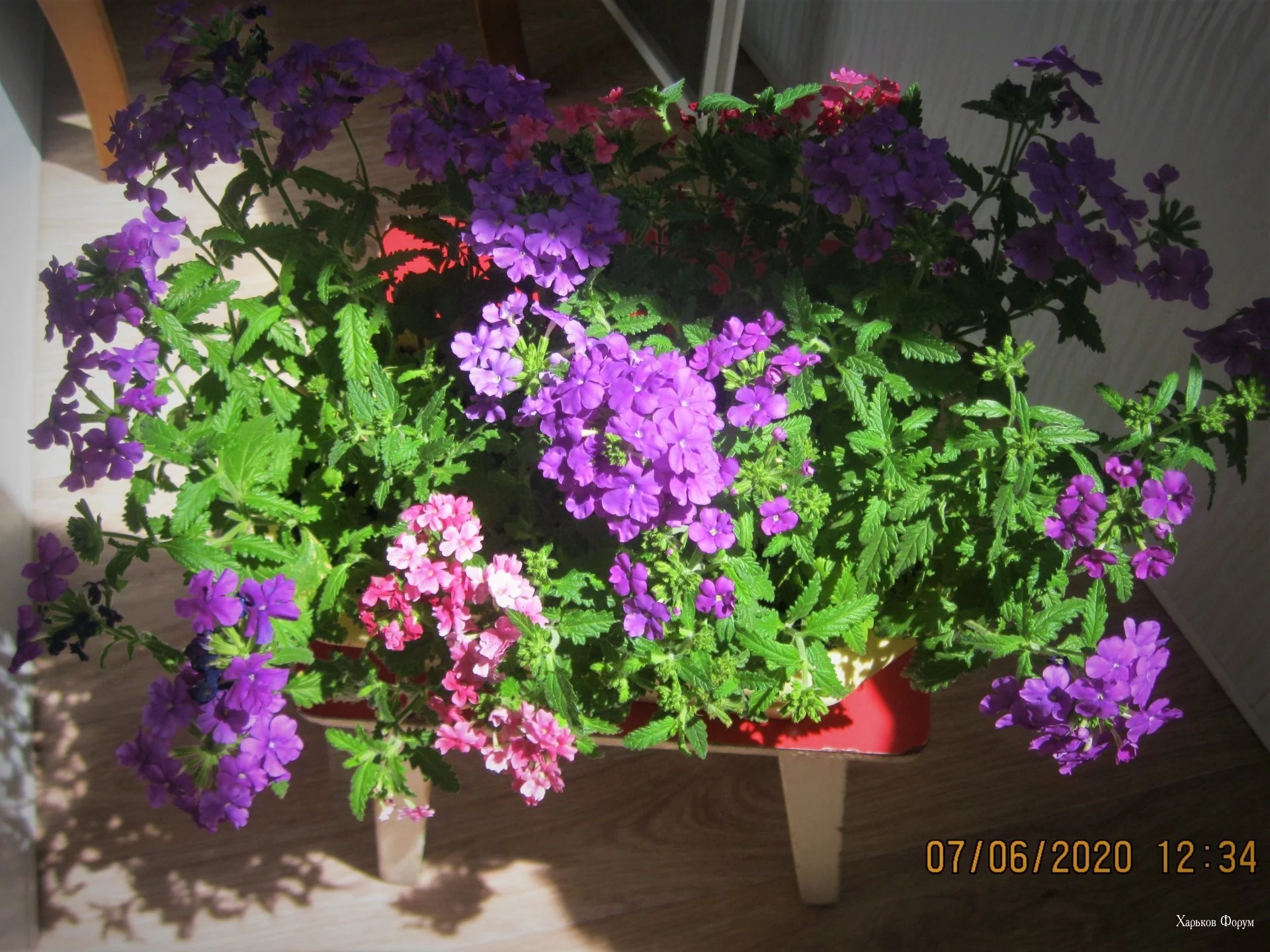 53276b448bddac8dcc524440.webp