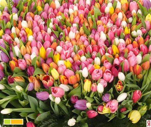 53291856.webp