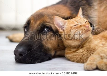 534c1daf5f14ca1599669221bc962be0.webp