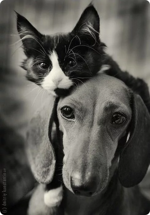 53671653_1263254532_cat_and_dog_3_19.webp