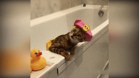 53984a8544d629cee183fd.gif