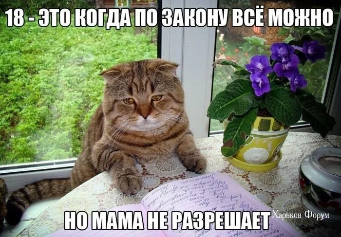53c015ff3addef0e3b737d2.webp